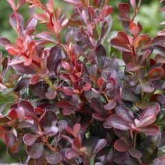 Berberis Thunbergii Hanım Tuzluğu Fidanı, Tüplü/Saksılı