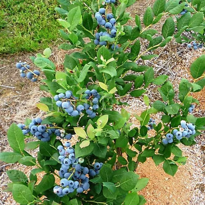 Yaban Mersini-Blueberry Fidanı Likapa, 40+ cm Saksılı