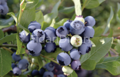 Yaban Mersini-Blueberry Fidanı Likapa, 40+ cm Saksılı