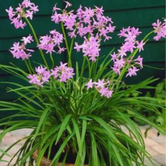 Sosyete Sarımsağı, Tulbaghia violaceae, Tüplü/Saksılı