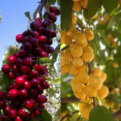 Kiraz- Tozlayıcı Kiraz 2'li Fidan Paketi 80-120 cm, Tüplü/Saksılı