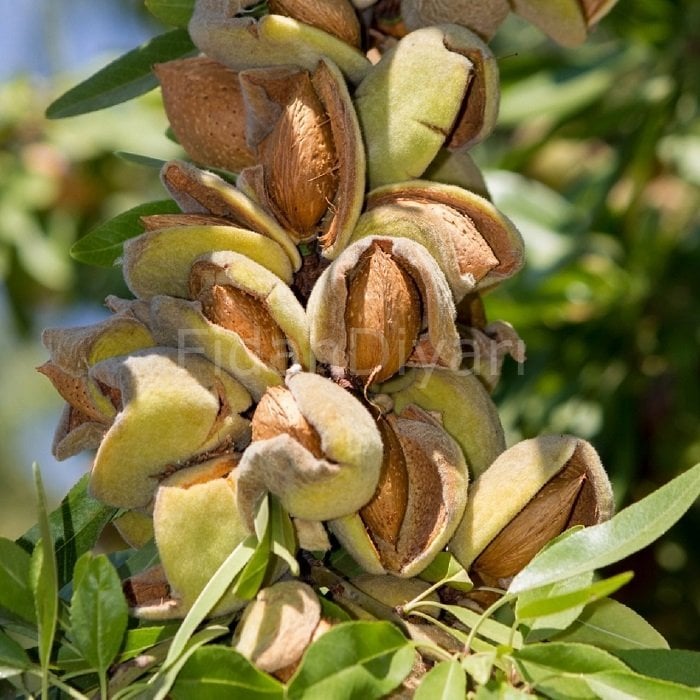 Badem Fidanı 80-120 cm, Tüplü/Saksılı