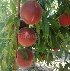 Şeftali Fidanı 80-120 cm, Tüplü/Saksılı