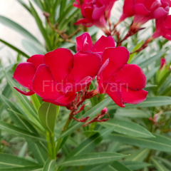 Zakkum Çiçeği Fidanı (Kırmızı), 70-80 cm, Tüplü/Saksılı