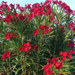 Zakkum Çiçeği Fidanı (Kırmızı), 70-80 cm, Tüplü/Saksılı