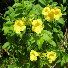 Sarı Acem Borusu Çiçeği Campsis Radicans, 20-30 cm, Saksılı