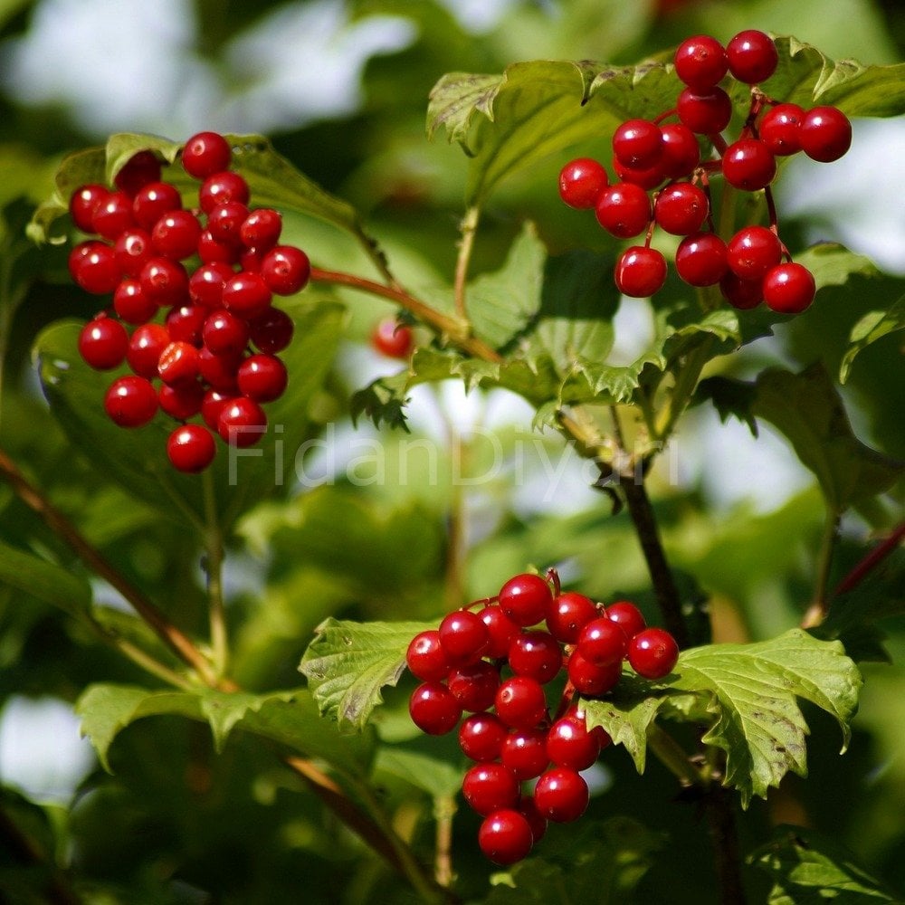 Gilaburu/Girebolu Fidanı 50-60 cm, Saksılı