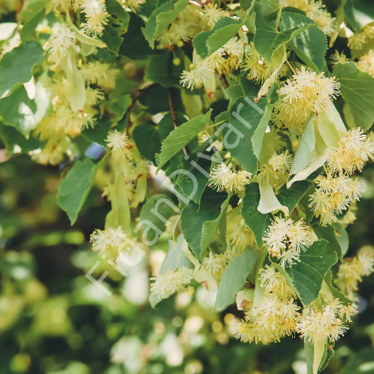 Ihlamur Fidanı  3 yaş 150 cm+,Tüplü/Saksılı