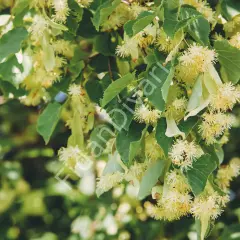 Ihlamur Fidanı  3 yaş 150 cm+,Tüplü/Saksılı