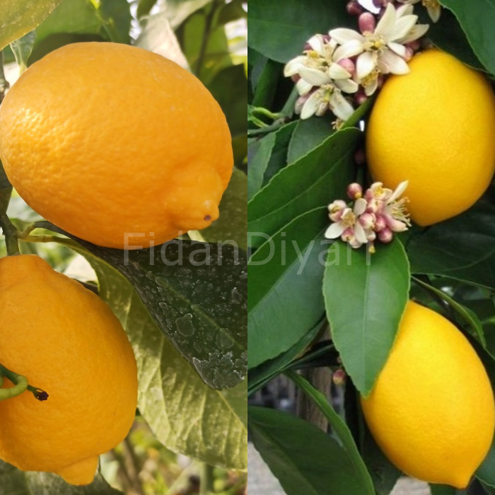 Mayer Limon + Ydiveren Limon 2'li Fidan Paketi