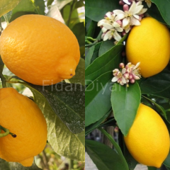 Mayer Limon + Ydiveren Limon 2'li Fidan Paketi