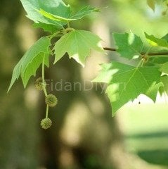 Çınar Ağacı Fidanı Tüplü/Saksılı