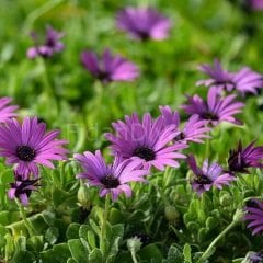 African Daisy, Mor Afrika Papatyası Çiçeği, Tüplü/Saksılı