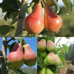 3'lü Yazlık Armut Fidan Paketi Tüplü/Saksılı