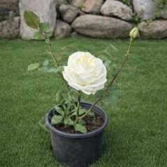 Gül Fidanı Beyaz 40-50 cm, Tüplü/Saksılı