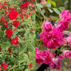 Mayıs Kırmızısı-PonPon Pembe 2'li Sarmaşık Gül Paketi. 120-150 cm