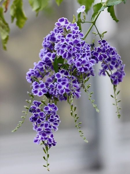Ağaç Menekşesi Mor- Duranta Erecta Saksılı