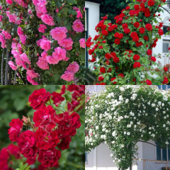 4'lü Sarmaşık Gül Paketi. 120-150 cm