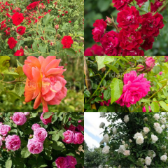 6'lı Sarmaşık Gül Paketi. 120-150 cm