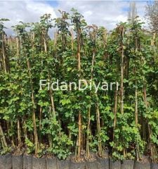 6'lı Sarmaşık Gül Paketi. 120-150 cm