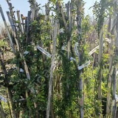 6'lı Sarmaşık Gül Paketi. 120-150 cm