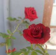 Black Magic (Koyu Kadife) Gül Fidanı 50-60 cm, Tüplü/Saksılı