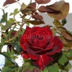 Black Magic (Koyu Kadife) Gül Fidanı 50-60 cm, Tüplü/Saksılı