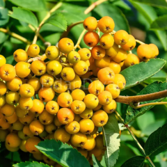 Sarı Üvez Fidanı, 110-130 cm, Tüplü/Saksılı