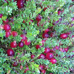 Turna Yemişi, 80 cm, Tüplü/Saksılı