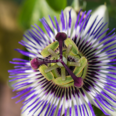 Passiflora, Çarkıfelek Fidanı, 120 cm, Tüplü/Saksılı