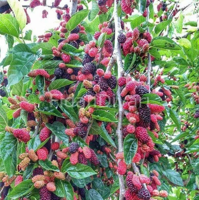 Avustralya Dut Fidanı, 120-150 cm, 4 Yaş, Tüplü/Saksılı