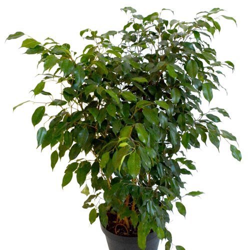 Ficus Daniella,Saksılı, 50-60 cm