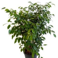 Ficus Daniella,Saksılı, 50-60 cm
