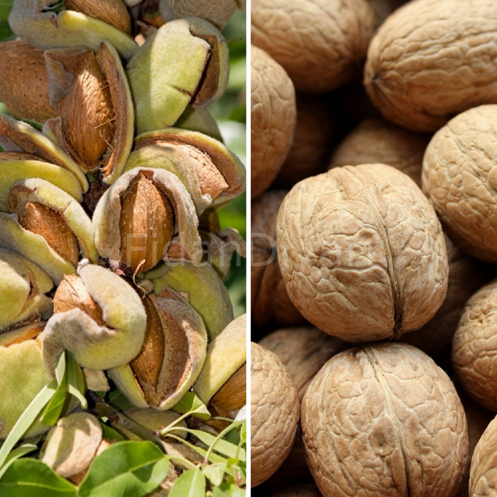 Badem-Ceviz 2'li Fidan Paketi Tüplü/Saksılı