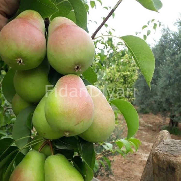 Yazlık Armut Fidanı 120-150 cm, 4 Yaş, Tüplü/Saksılı