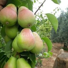Yazlık Armut Fidanı 120-150 cm, 4 Yaş, Tüplü/Saksılı