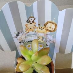 30 Adet Külahlı Safari Model Hediyelik Sukulent Paketi