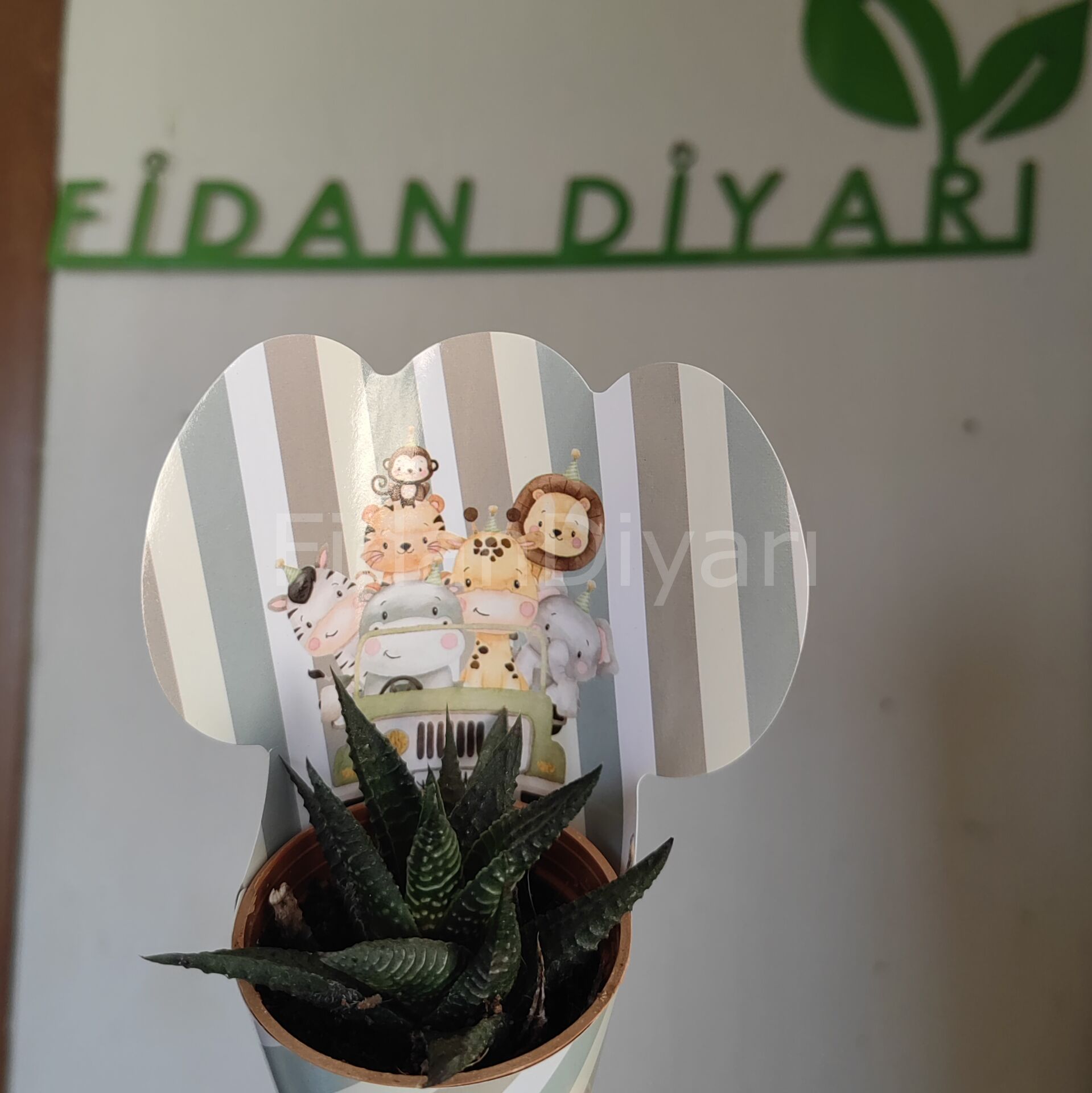 30 Adet Külahlı Safari Model Hediyelik Sukulent Paketi