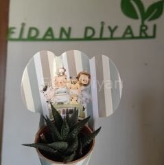 30 Adet Külahlı Safari Model Hediyelik Sukulent Paketi