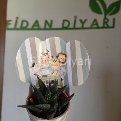 80 Adet Külahlı Safari Model Hediyelik Sukulent Paketi