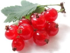 Kırmızı Frenk üzümü fidanı 40-50 cm,Saksılı