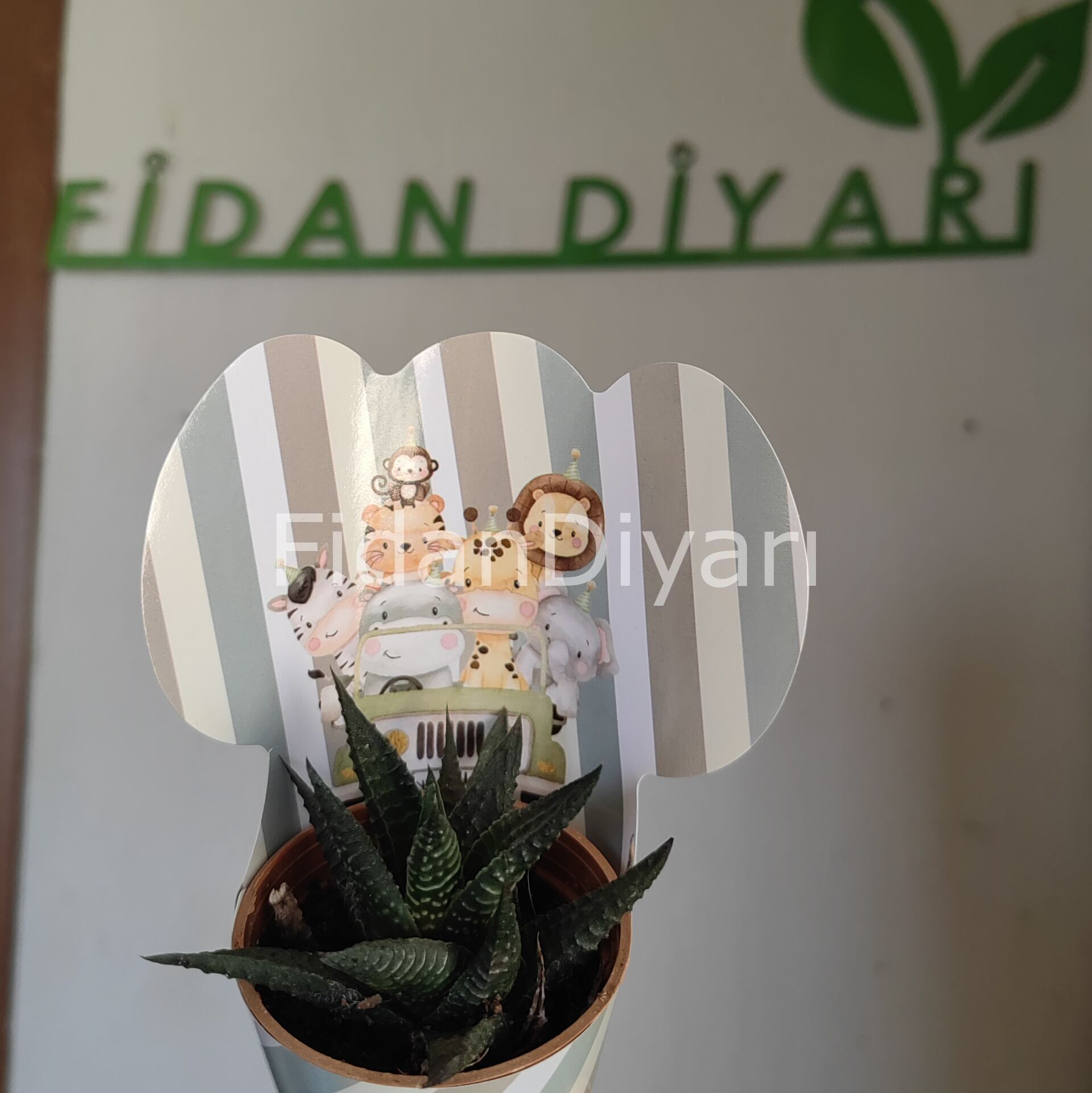 100 Adet Külahlı Safari Model Hediyelik Sukulent Paketi