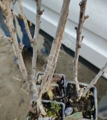 Kırmızı Frenk üzümü fidanı 20-25 cm,Saksılı