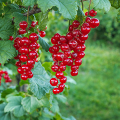 Kırmızı Frenk üzümü fidanı 20-25 cm,Saksılı