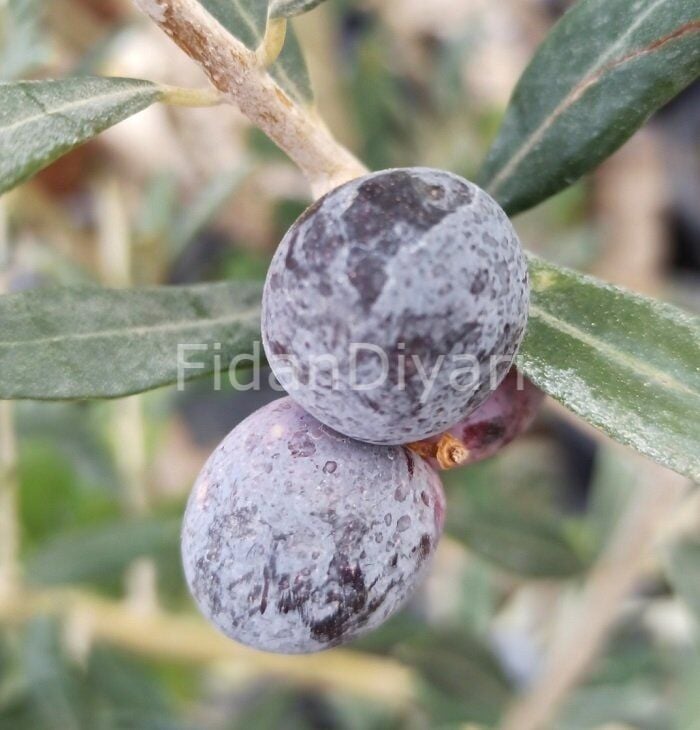 Ayvalık-Edremit Zeytin Fidanı, Tüplü/Saksılı