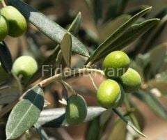 Ayvalık-Edremit Zeytin Fidanı, Tüplü/Saksılı