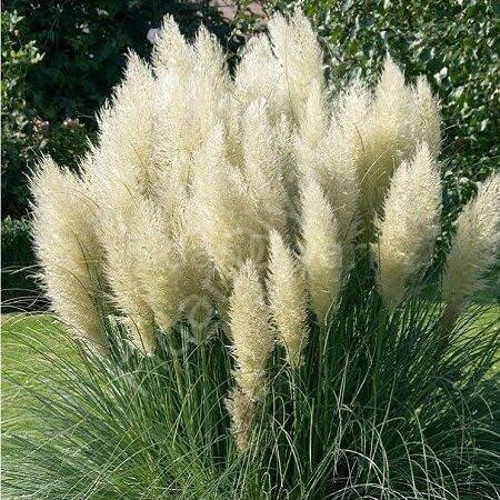 Pampas Otu Fidesi Cortaderia Selloana Saz Püskülü, 40-60 cm, 2 lt. Saksılı