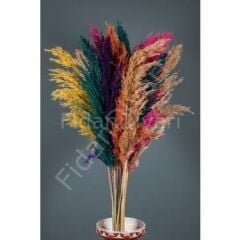 Pampas Otu Fidesi Cortaderia Selloana Saz Püskülü, 40-60 cm, 2 lt. Saksılı