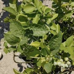 Yaban Mersini Blueberry, 60cm+ , 3 Yaş, Saksılı