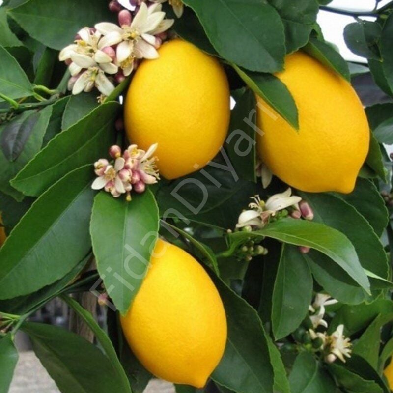 Mayer İnce Kabuklu Limon Fidanı, 4-5 Yaş, Tüplü/Saksılı
